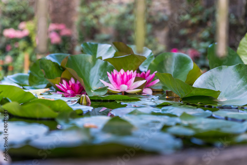 Fototapeta Naklejka Na Ścianę i Meble -  Water lily grows in a pond.