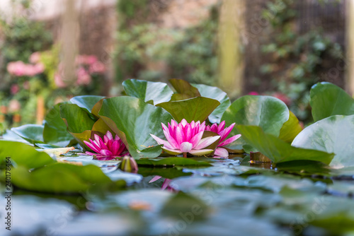 Fototapeta Naklejka Na Ścianę i Meble -  Water lily grows in a pond.