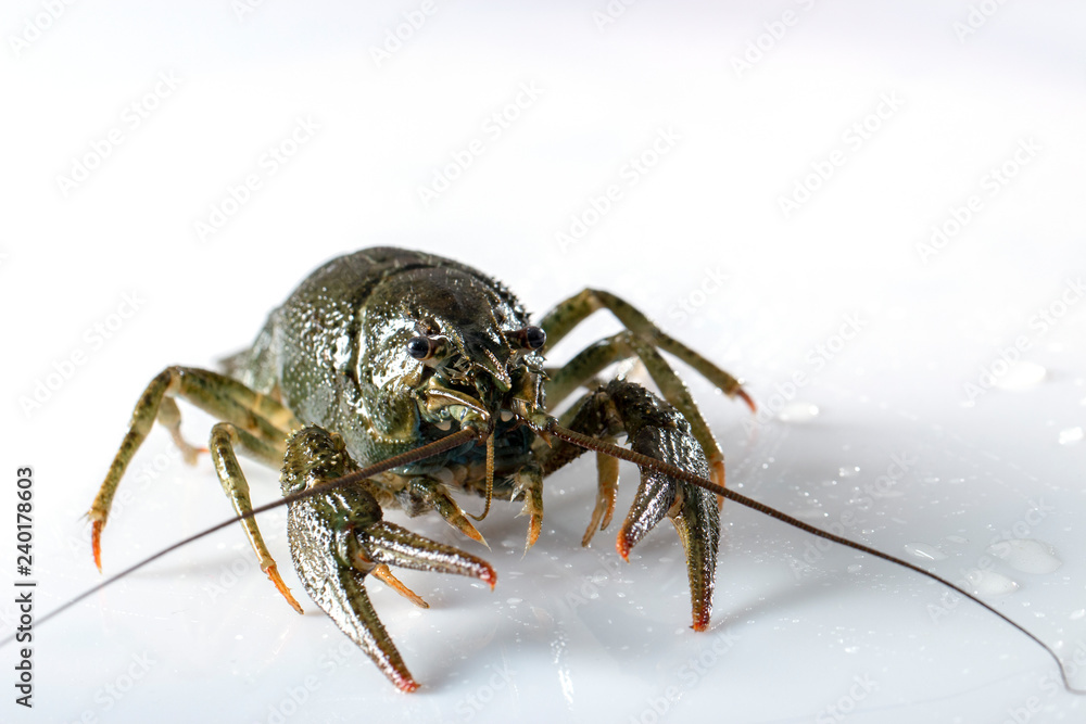 Crayfish on a white background. Drops of water on the surface of the shell Crayfish on a white background. Drops of water on the surface of the shell