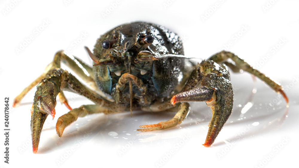 Crayfish on a white background. Drops of water on the surface of the shell Crayfish on a white background. Drops of water on the surface of the shell
