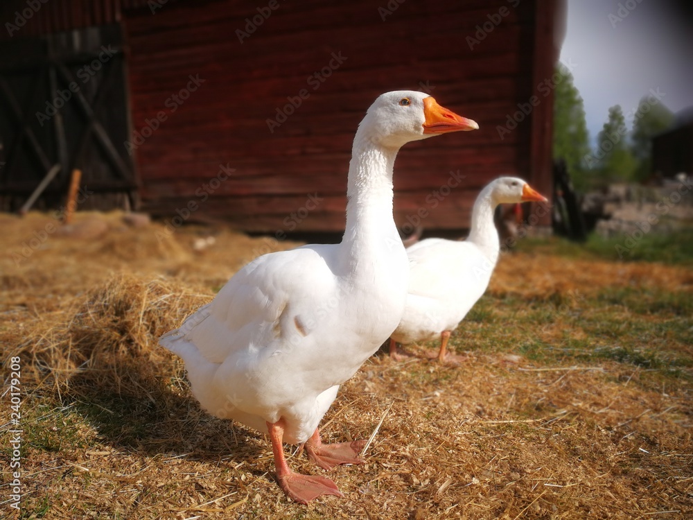 gooses family at farm gooses family at farm