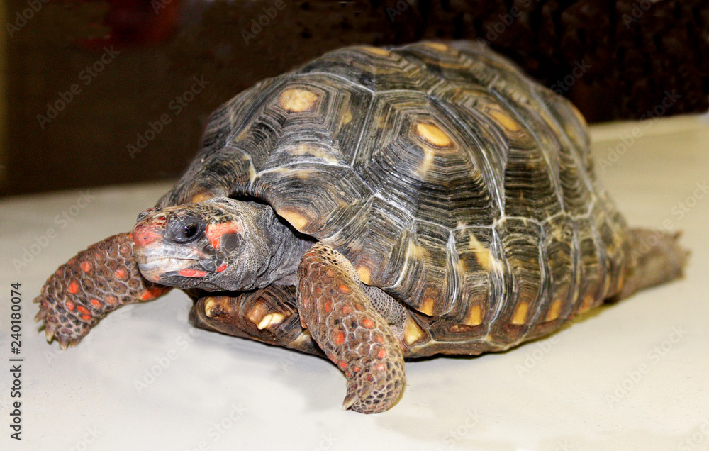 A large, colorful turtle