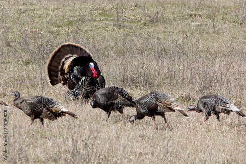 A wild Tom Turkey displays in front of several hens