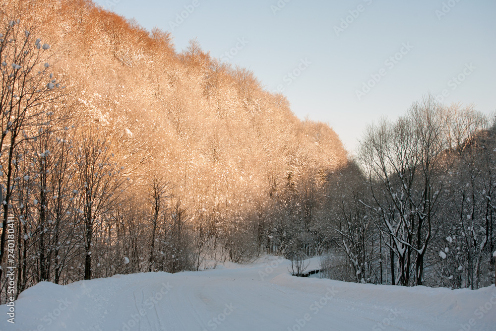 snowy forest road in Bieszczady Mountains, Poland snowy forest road in Bieszczady Mountains, Poland
