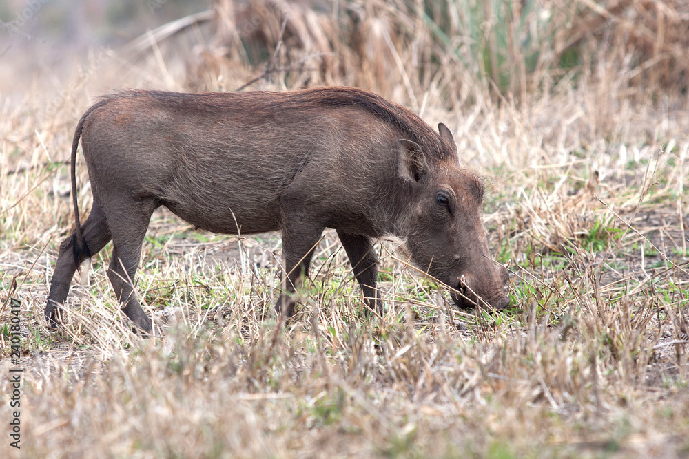 A Wart Hog foraging for food in South Africa A Wart Hog foraging for food in South Africa