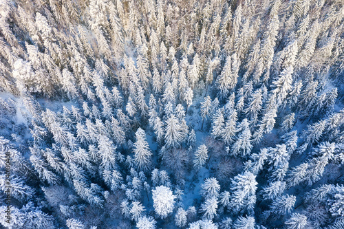 Aerial view at the winter forest. Natural winter landscape from air. Forest under snow a the winter time. Landscape from drone