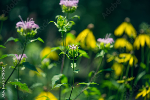 field of wildflowers against a dark forest background