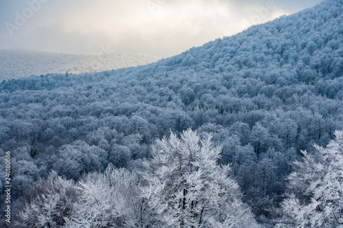 beech forest in the mountains, Bieszczady Mountains, Bieszczady National Park, Carpathians Mountains, Poland © Maciej
