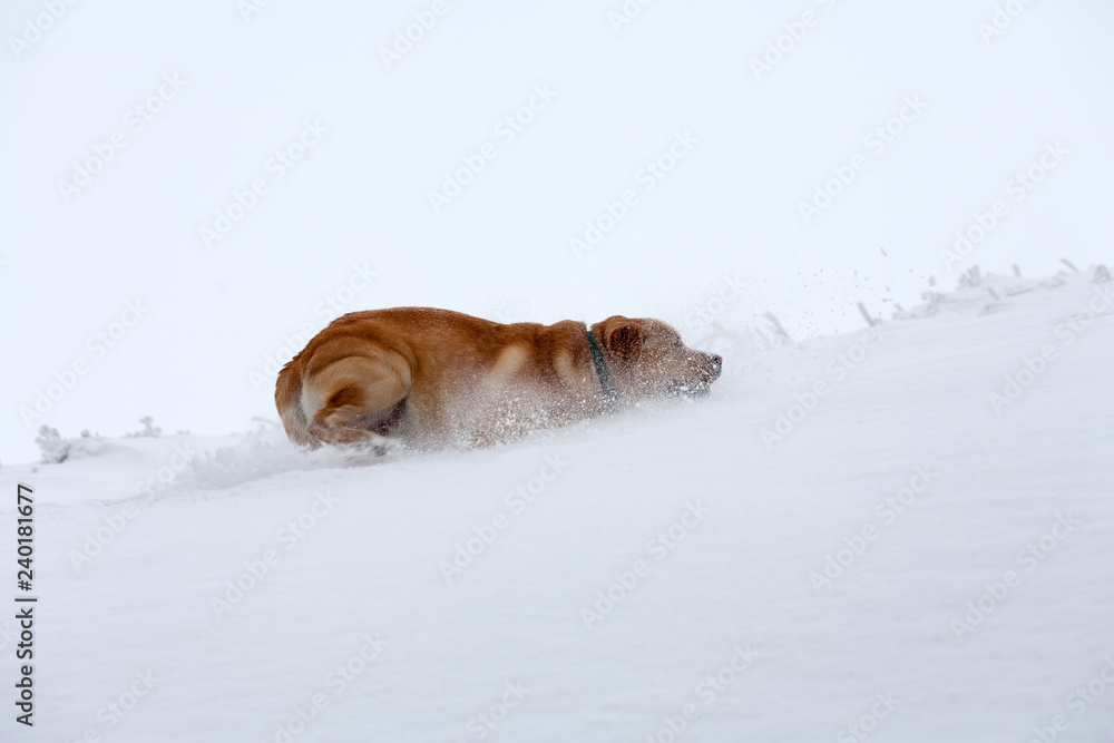 dog on the snow