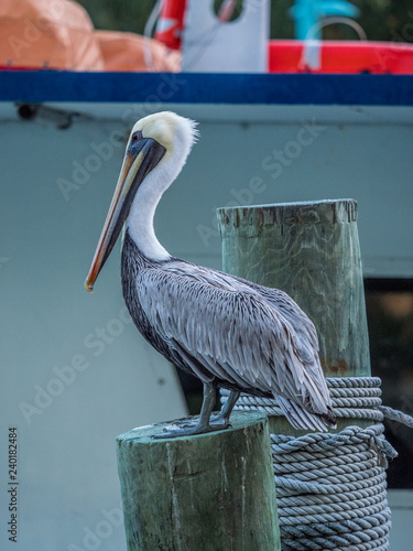 Pelican sitting on the  pier © oldmn