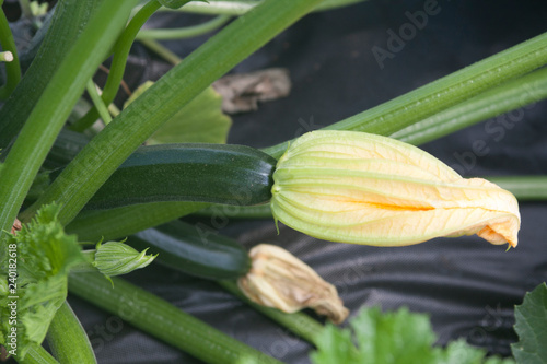 Immature zucchini on plant with blossom