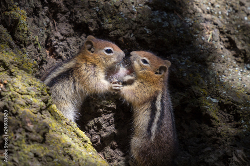 Two Chipmunks Wrestling at the bottom of a tree trunk