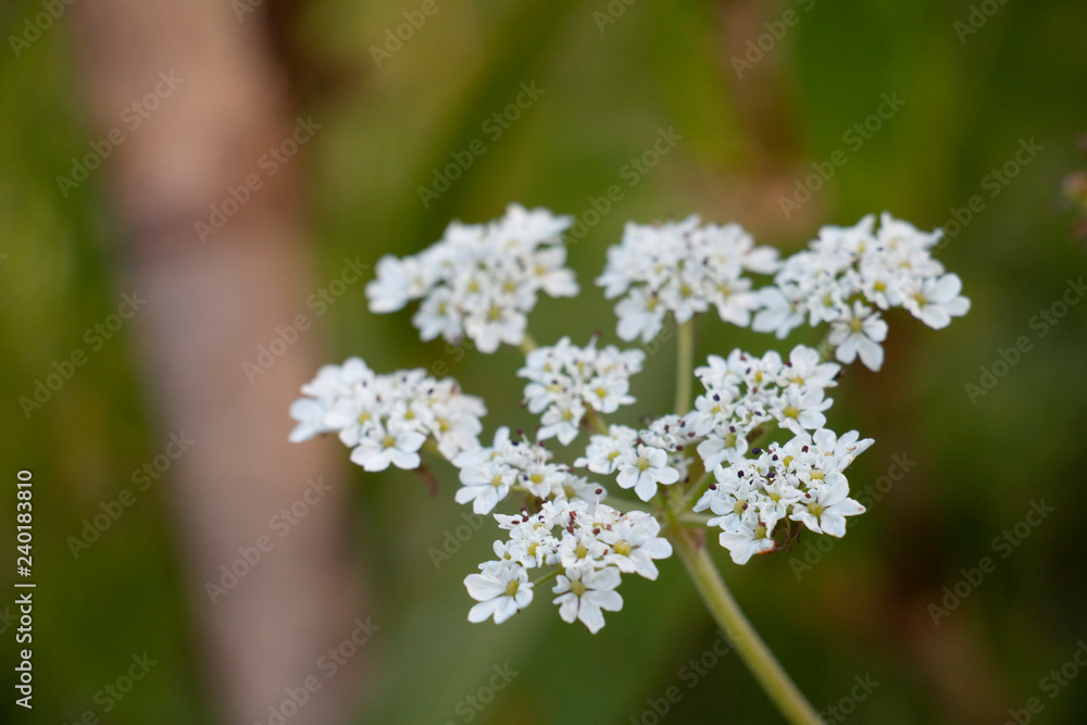 white flower background white flower background