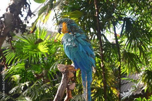 parrot on a branch