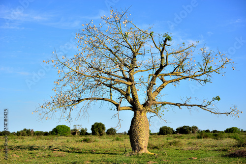 Fotografia Die Natur im Chaco hat so viele momente dass man immer zeit hat sie wahr zu nehmen