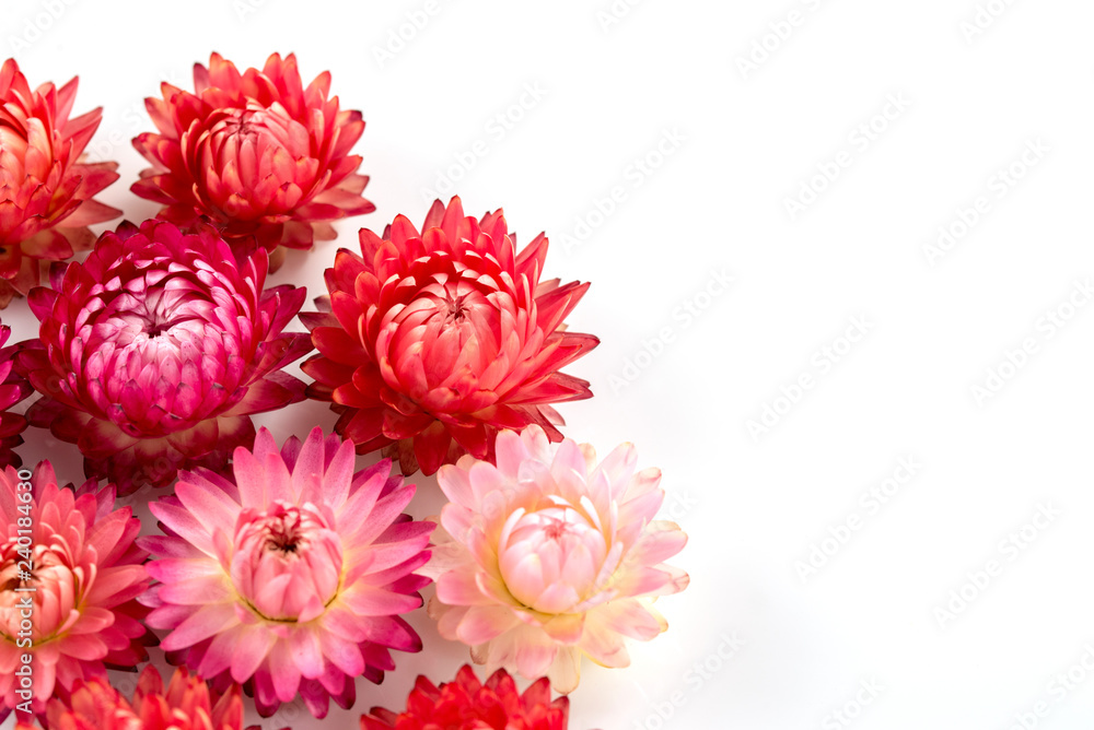 帝王貝細工 Stock Photo Adobe Stock