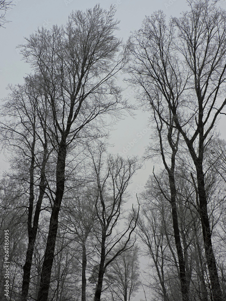 Winter fog in a forest with tall trees in Germany. Dew frosted on the wood during a cold weekend. Winter fog in a forest with tall trees in Germany. Dew frosted on the wood during a cold weekend.