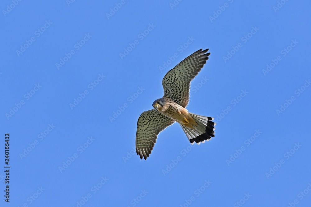Obraz premium 上空から獲物を探すチョウゲンボウ