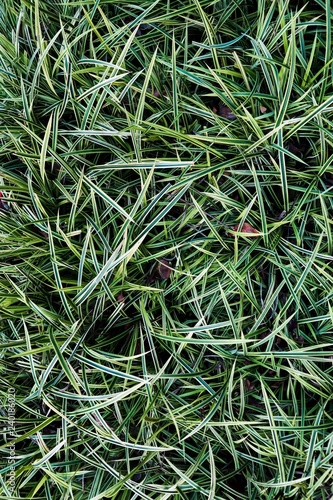 green grass background