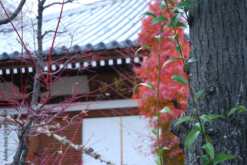 紅葉
