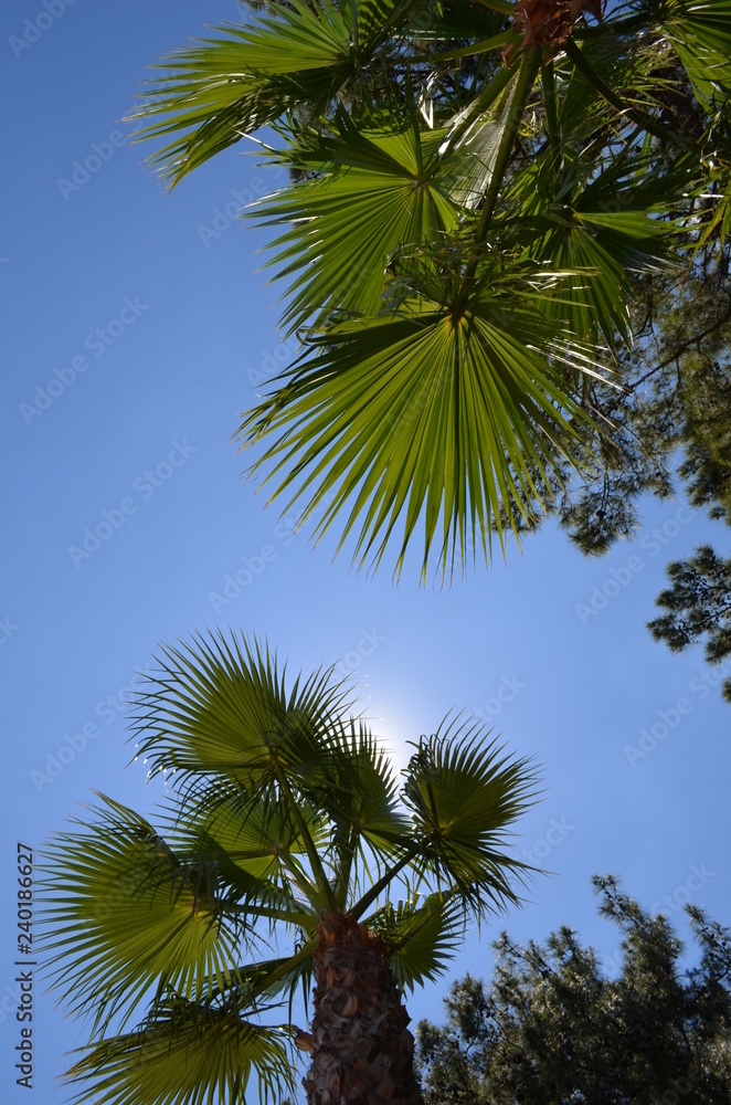 Palma , Sky ,beach , summer , bluesky