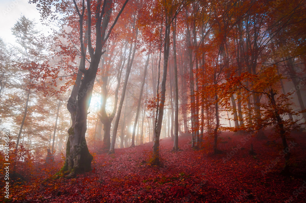 Sun rays shine through the foggy autumn forest