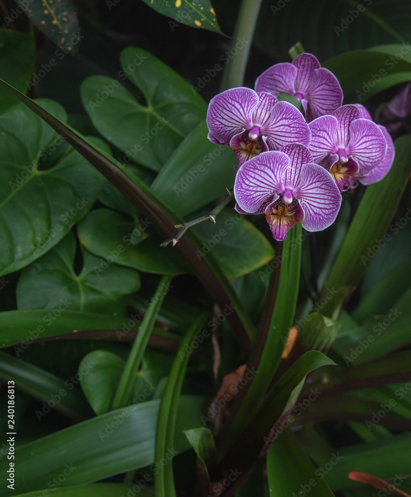 Obraz premium orchid on green background