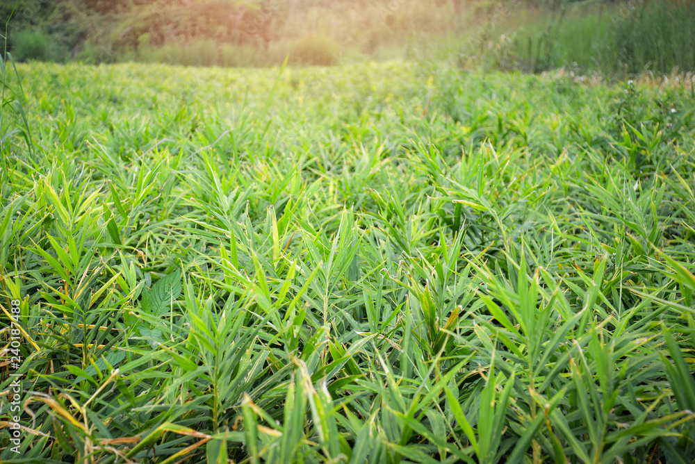 ginger plant tree fresh ginger root plant crop on agricultural area on hill ginger plant tree fresh ginger root plant crop on agricultural area on hill