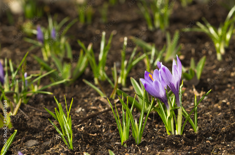 Crocus Crocus