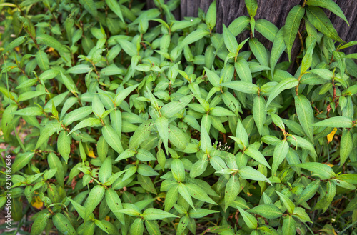 Vietnamese Coriander plant green leaves Persicaria odorata or Vietnamese Coriander vegetable and herb growing in the garden