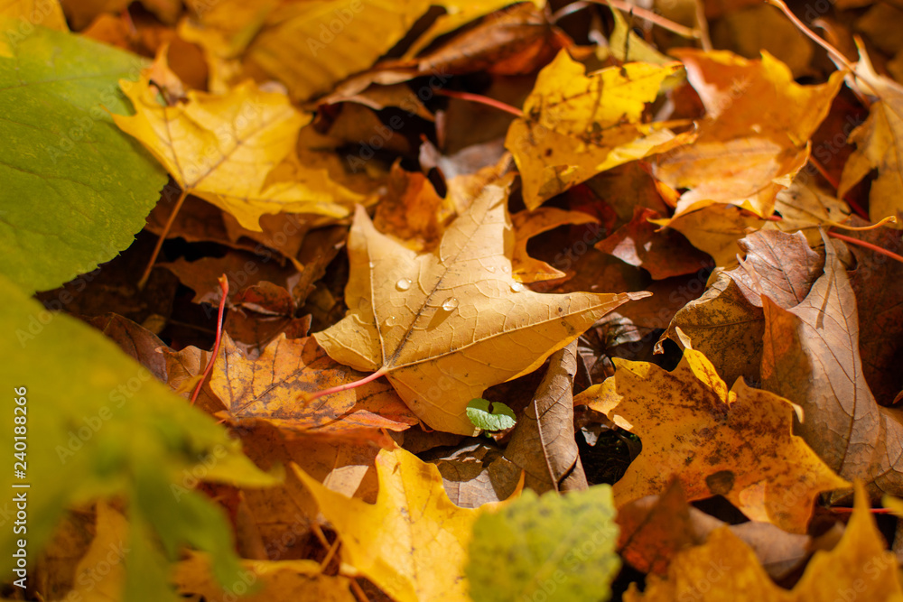 Yellow Maple Leaf Closeup with Dew Drops