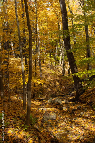 Dry Rocky Stream Bed with Yellow Fall Leaves