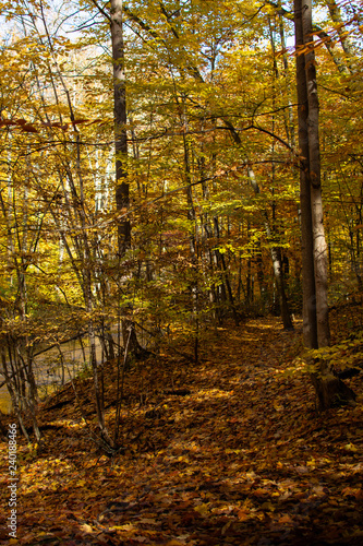 Forest Trail along Stream with Orange Fall Leaves