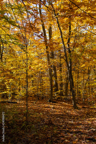 Forest Path with Orange and Yellow Fall leaves