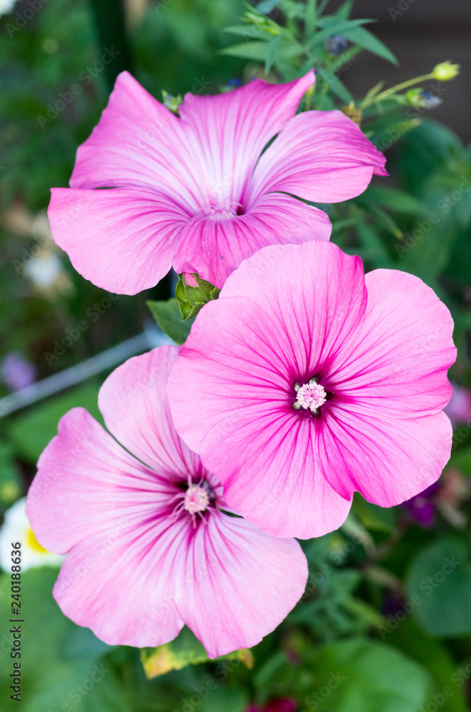 Flowers Flowers