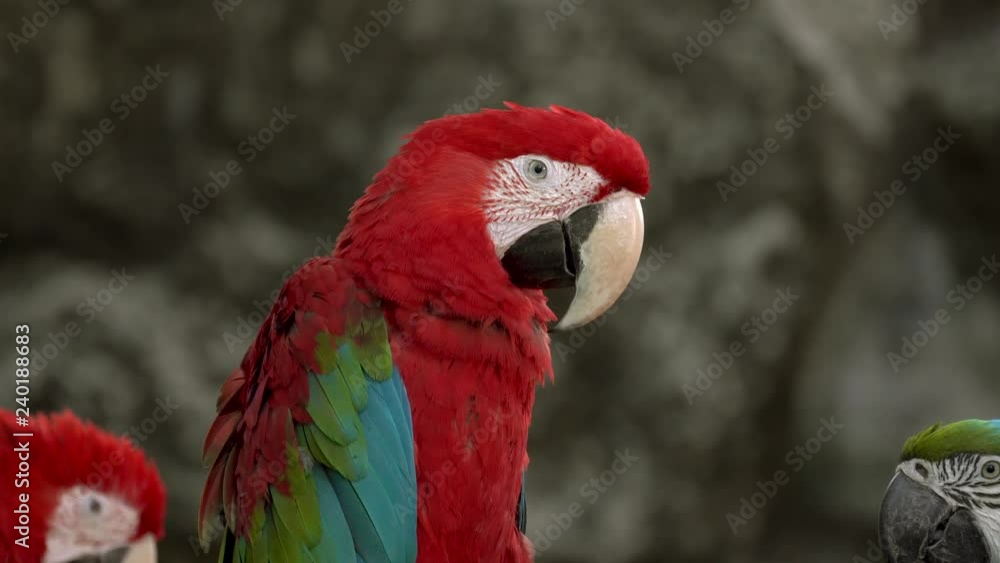 Colourful macaw Colourful macaw