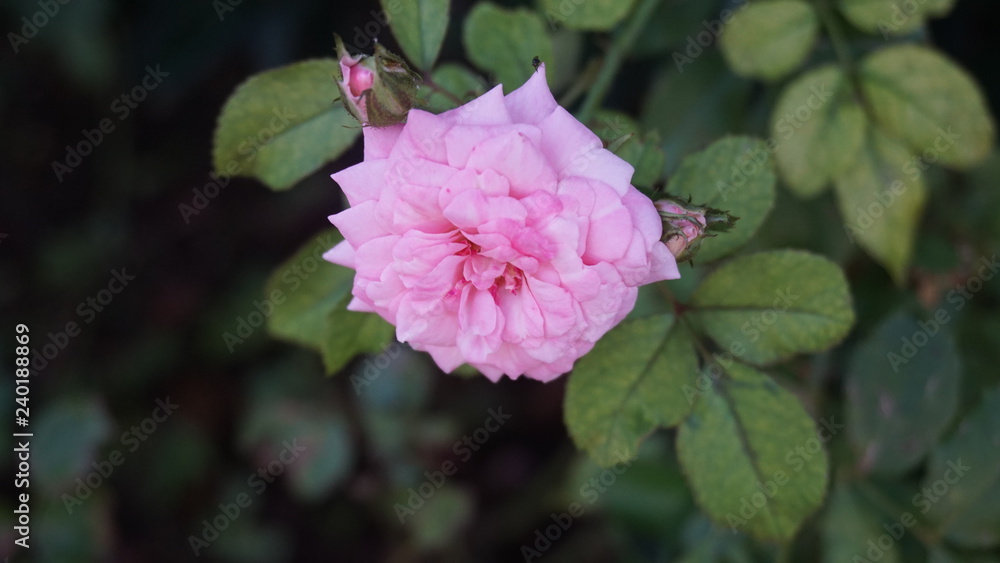 Fototapeta premium pink flower