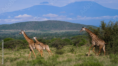 Three Giraffes running