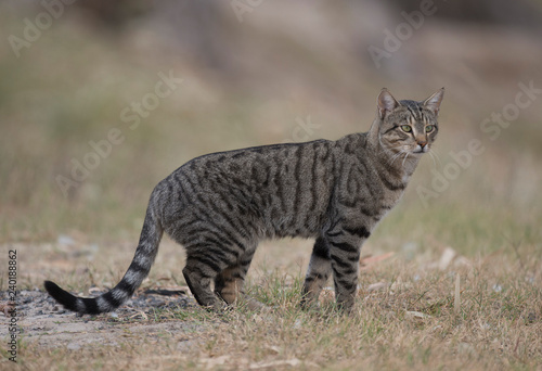 Cuadro en lienzo feral wild cat in outback Queensland, Australia.