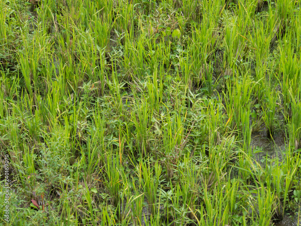 Green Rice Paddy in Field Green Rice Paddy in Field