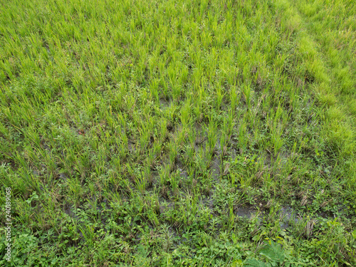Green Rice Paddy in Field