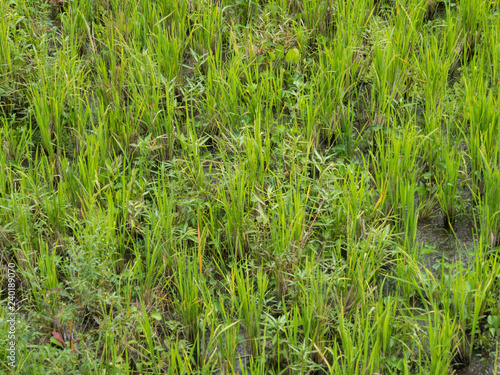 Green Rice Paddy in Field
