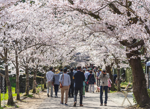 日本の桜風景