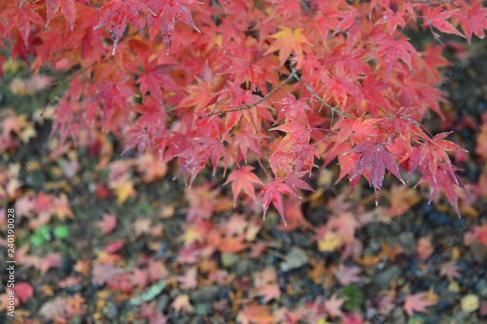 red leaves in Kyoto Japan red leaves in Kyoto Japan