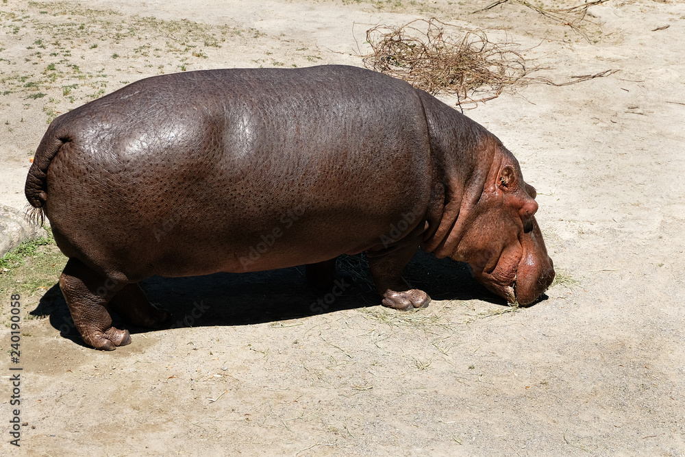 A Hippopotamus that is grazing on whatever grass is on the ground. A Hippopotamus that is grazing on whatever grass is on the ground.
