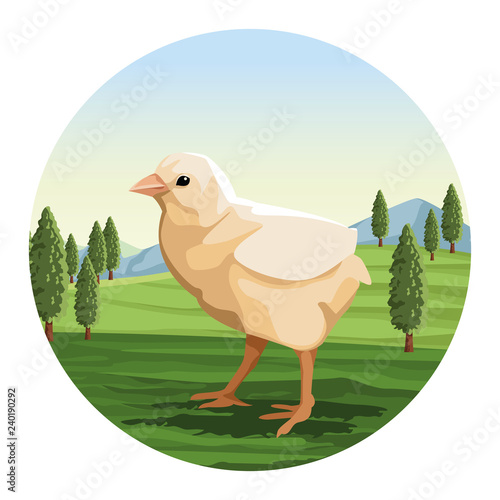 Chicken little over landscape