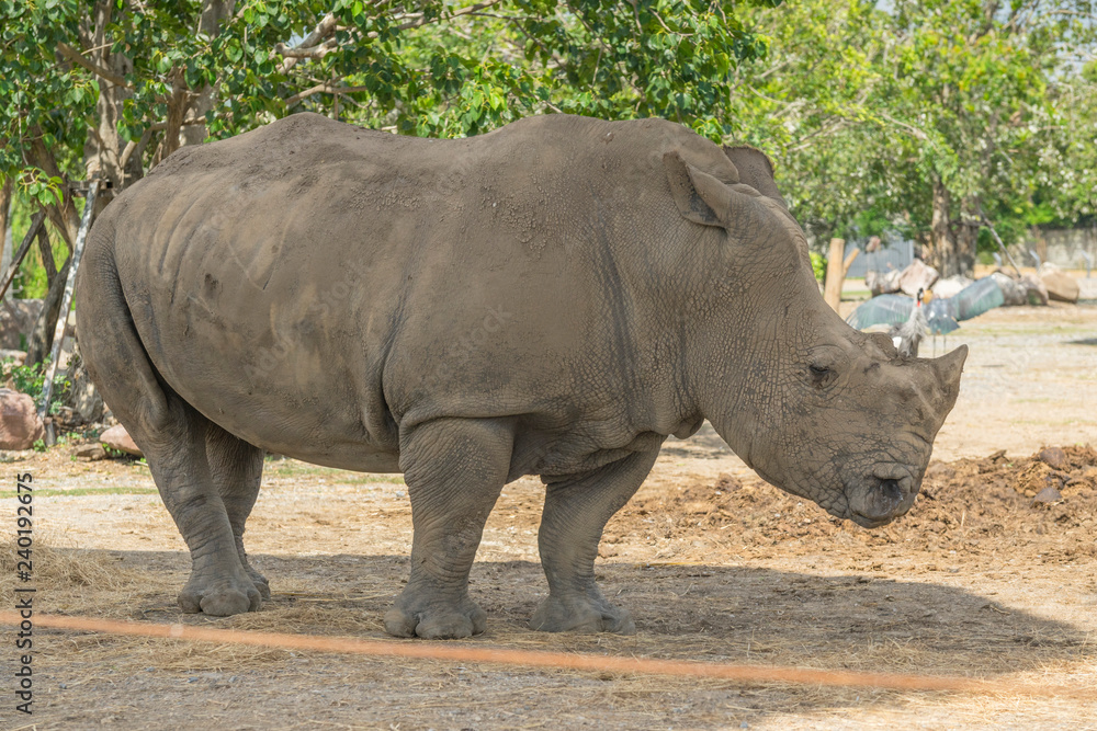 Fototapeta premium African White Rhino w zoo