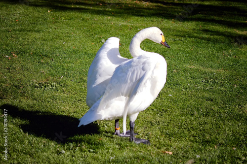 Beswick Swan photo