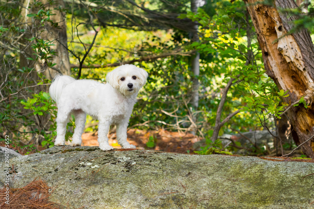 Small dog standing on rock