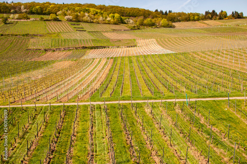 Grape fields in Rudesheim